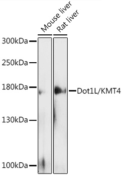 Валидация Elabscience E-AB-90399