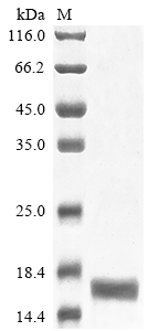 SDS-PAGE