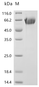 SDS-PAGE