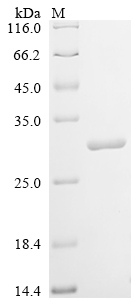 SDS-PAGE