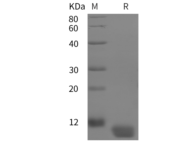 Валидация Elabscience PDEH100858(294)