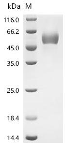 SDS-PAGE