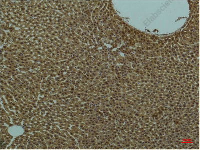 Иммуногистохимия, PI 3 kinase p85 alpha, ткань печени крысы