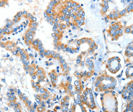 Валидация Elabscience E-AB-14437