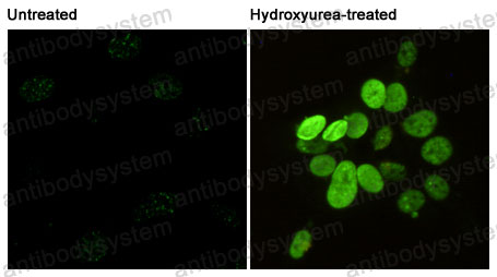 Валидация IF - AntibodySystem RHD15012 (548)