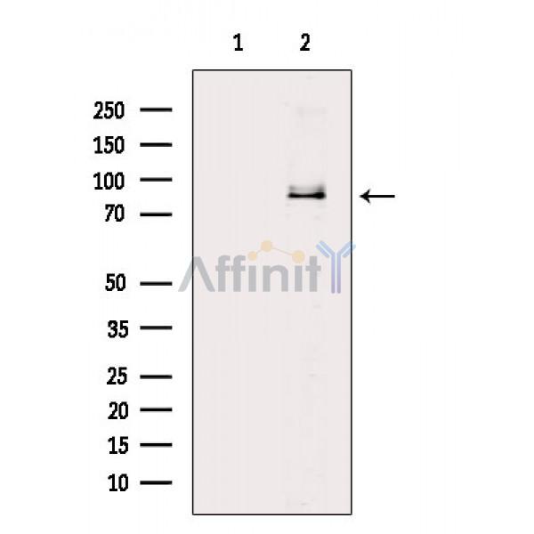Валидация Affinity DF3366 - 14241