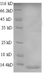 SDS-PAGE
