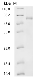 SDS-PAGE