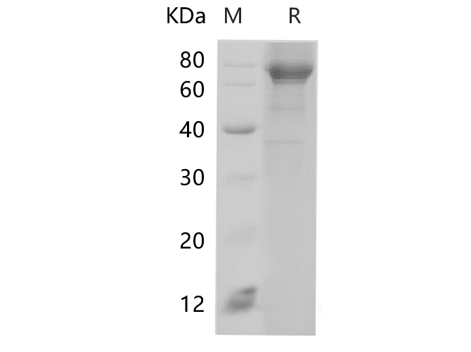 Валидация Elabscience PDEH100677(160)