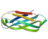 Signal Sequence Receptor Beta (SSRb) Signal Sequence Receptor Beta (SSRb)
