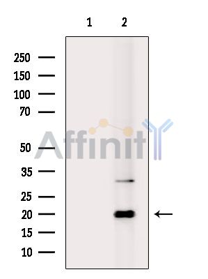 Валидация Affinity DF14842 - 10971
