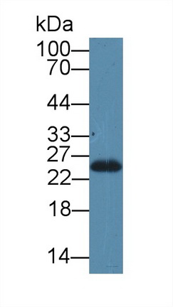 12798