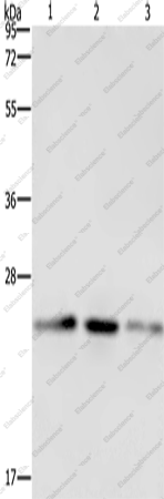 Вестерн-блоттинг, EMC8, клетки A549, HeLa и HT-29