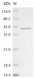 SDS-PAGE