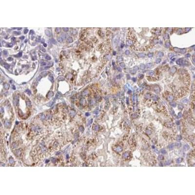 Валидация Affinity AF5254 - 2760