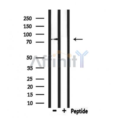 Валидация Affinity DF9480 - 22082