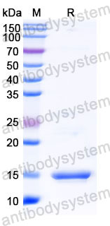 Валидация SDS-PAGE - AntibodySystem RHB97401