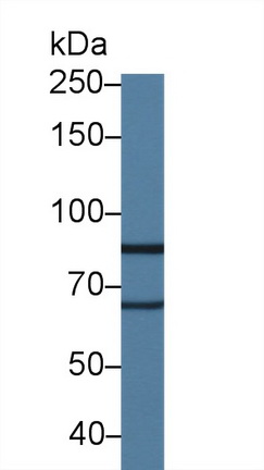 10119