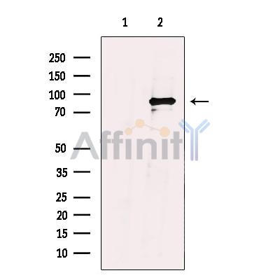 Валидация Affinity AF4690 - 2306