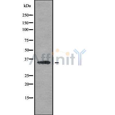 Валидация Affinity DF10246 - 5832