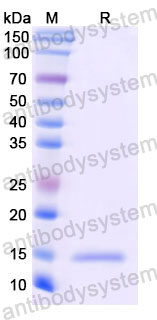 Валидация SDS-PAGE - AntibodySystem RHB86908