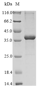 SDS-PAGE