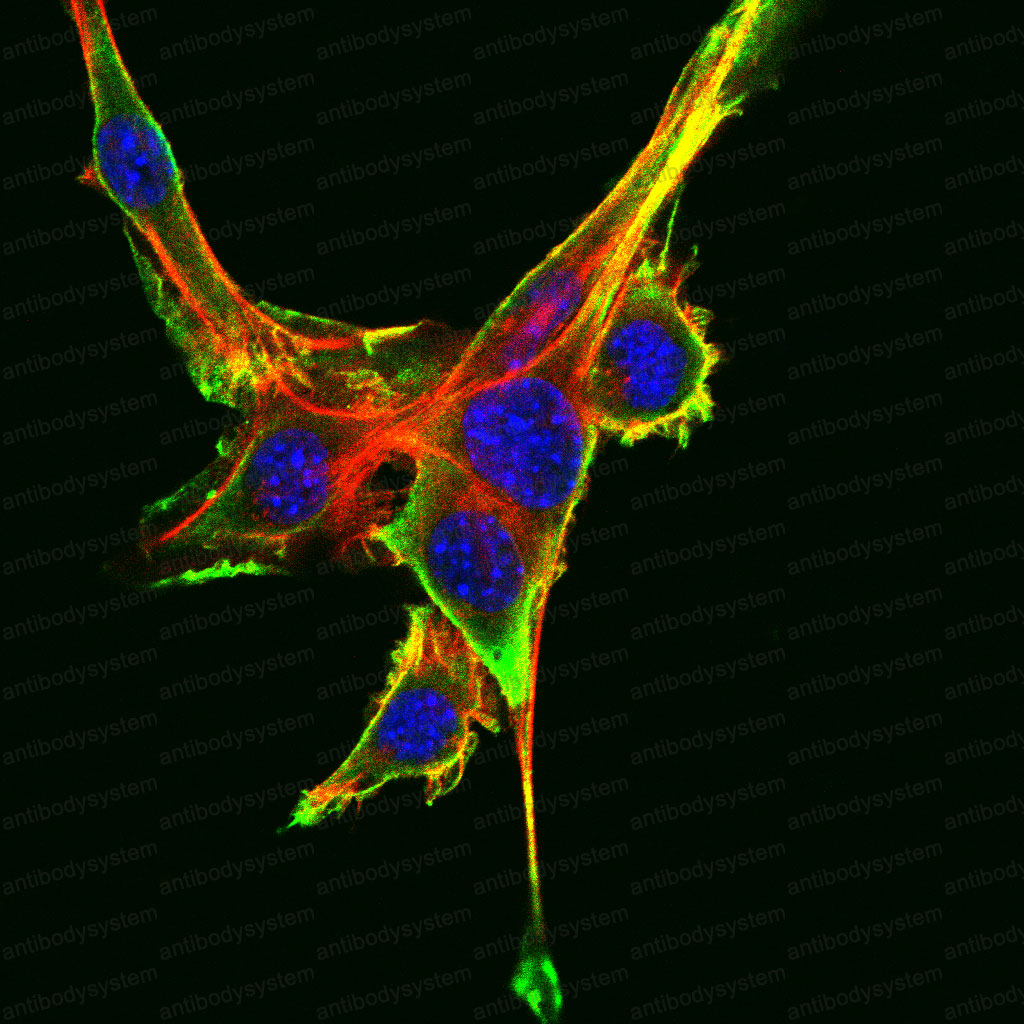 Валидация IF - AntibodySystem RHK91801