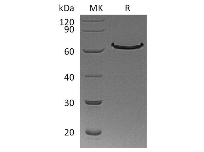 Валидация Elabscience PKSH033699(3978)