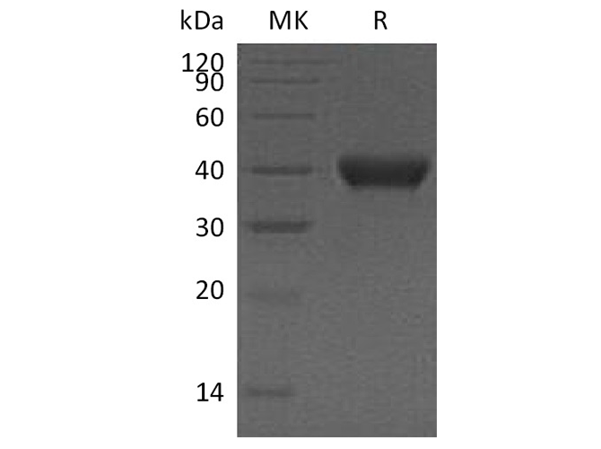 Валидация Elabscience PKSH033539(3839)