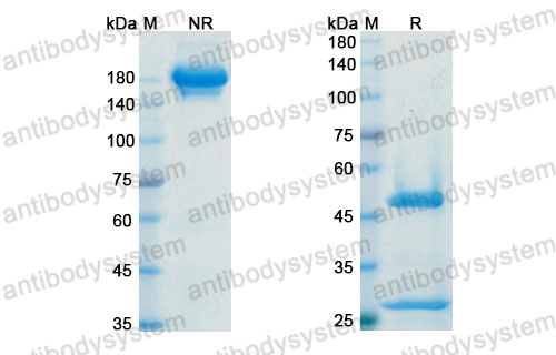 Валидация SDS-PAGE - AntibodySystem DHJ70108