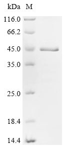 SDS-PAGE