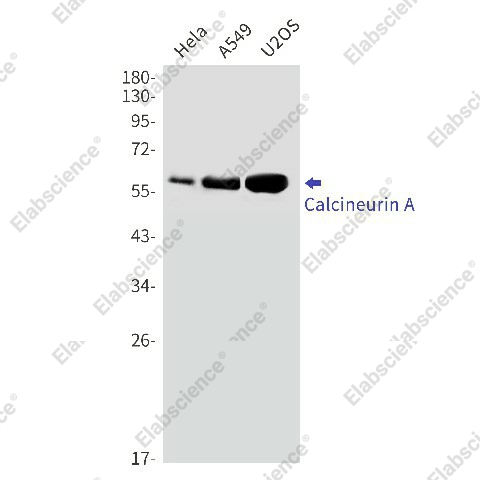 Вестерн-блоттинг, Calcineurin A, клетки HeLa, A549, U2OS