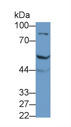 21800