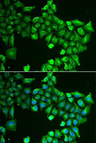 Валидация Elabscience E-AB-61903