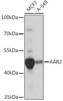 Валидация Elabscience E-AB-92048