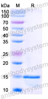 Валидация SDS-PAGE - AntibodySystem RHA36101