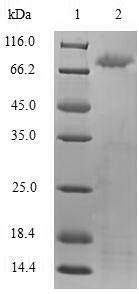 SDS-PAGE
