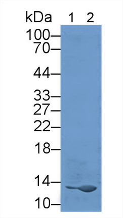 12029