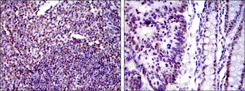 Валидация AntibodySystem RHC96101