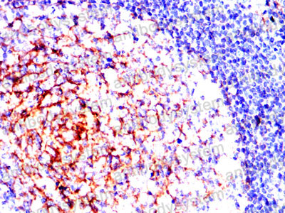 Валидация AntibodySystem RHD74903 (1793)