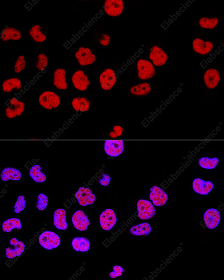 Иммунофлуоресценция, CTCF, клетки HeLa