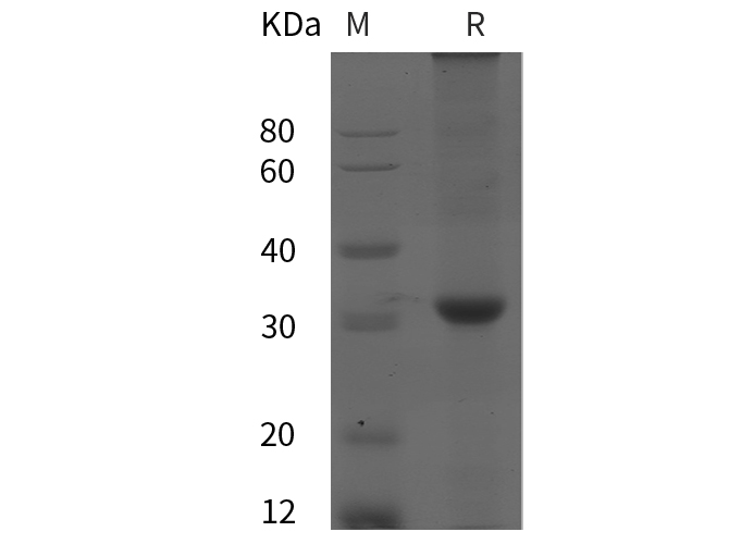 Валидация Elabscience PDEH100850(286)