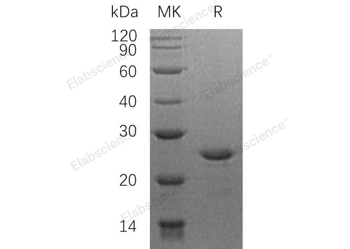 Валидация Elabscience PKSH032521(2980)