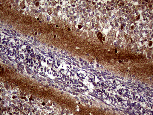 Валидация AssayVector ARM1939(2761)