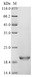 SDS-PAGE