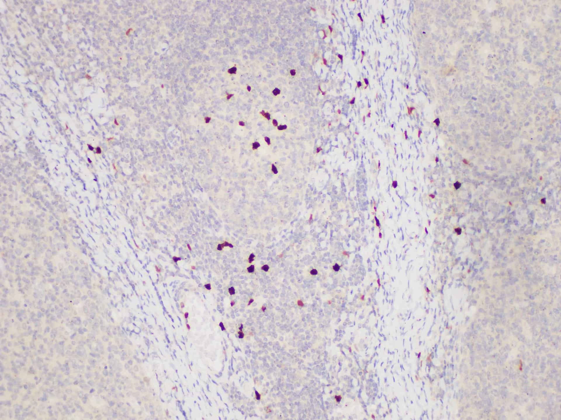 Валидация Elabscience E-AB-40442