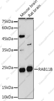Вестерн-блоттинг, RAB11B, различные клеточные линии