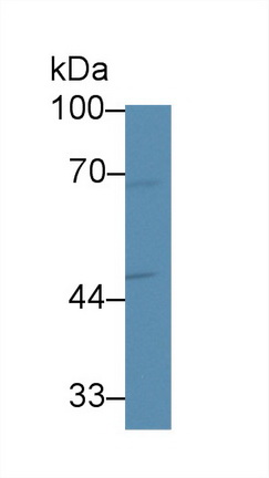 14137