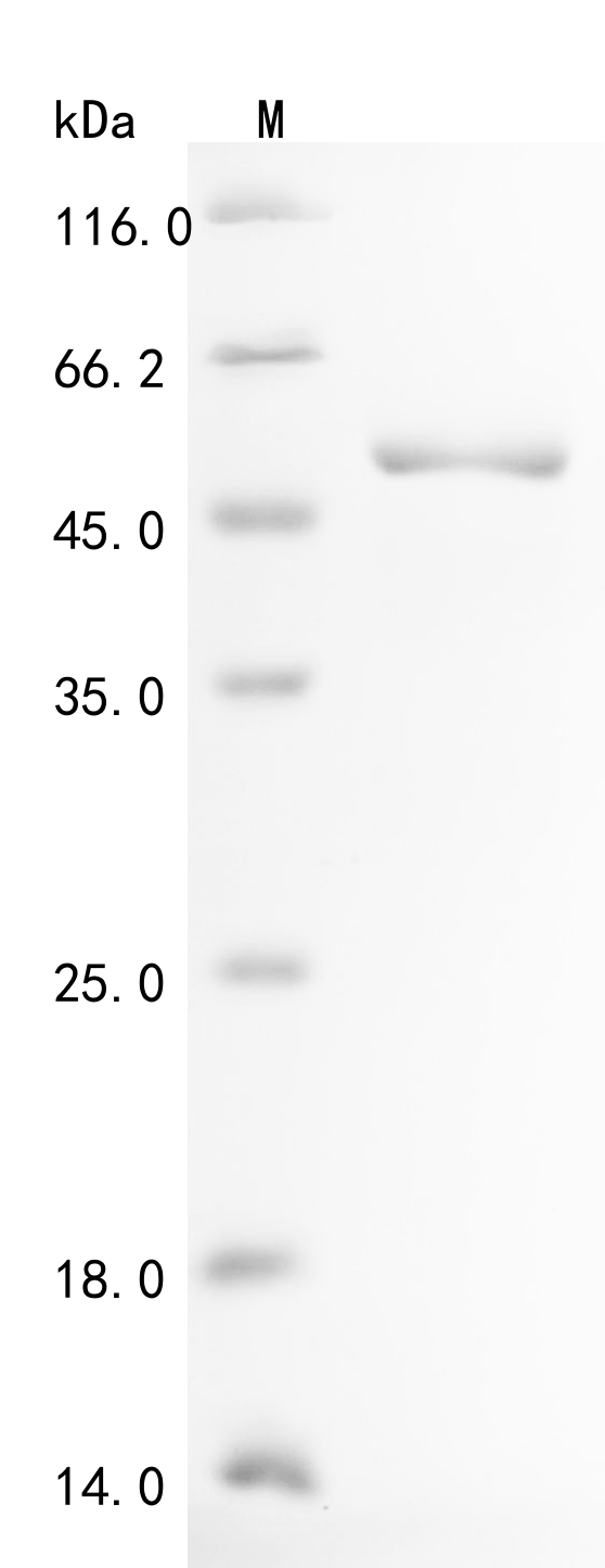 SDS-PAGE