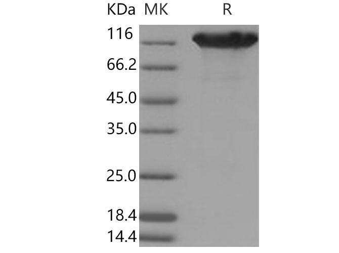 Валидация Elabscience PKSM040780(4748)